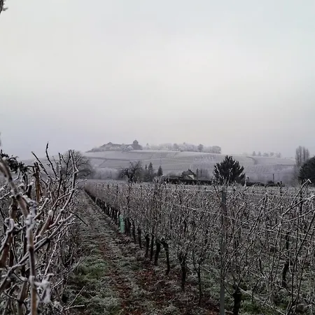 Rheingauzeit 公寓 厄斯特里希·温克尔